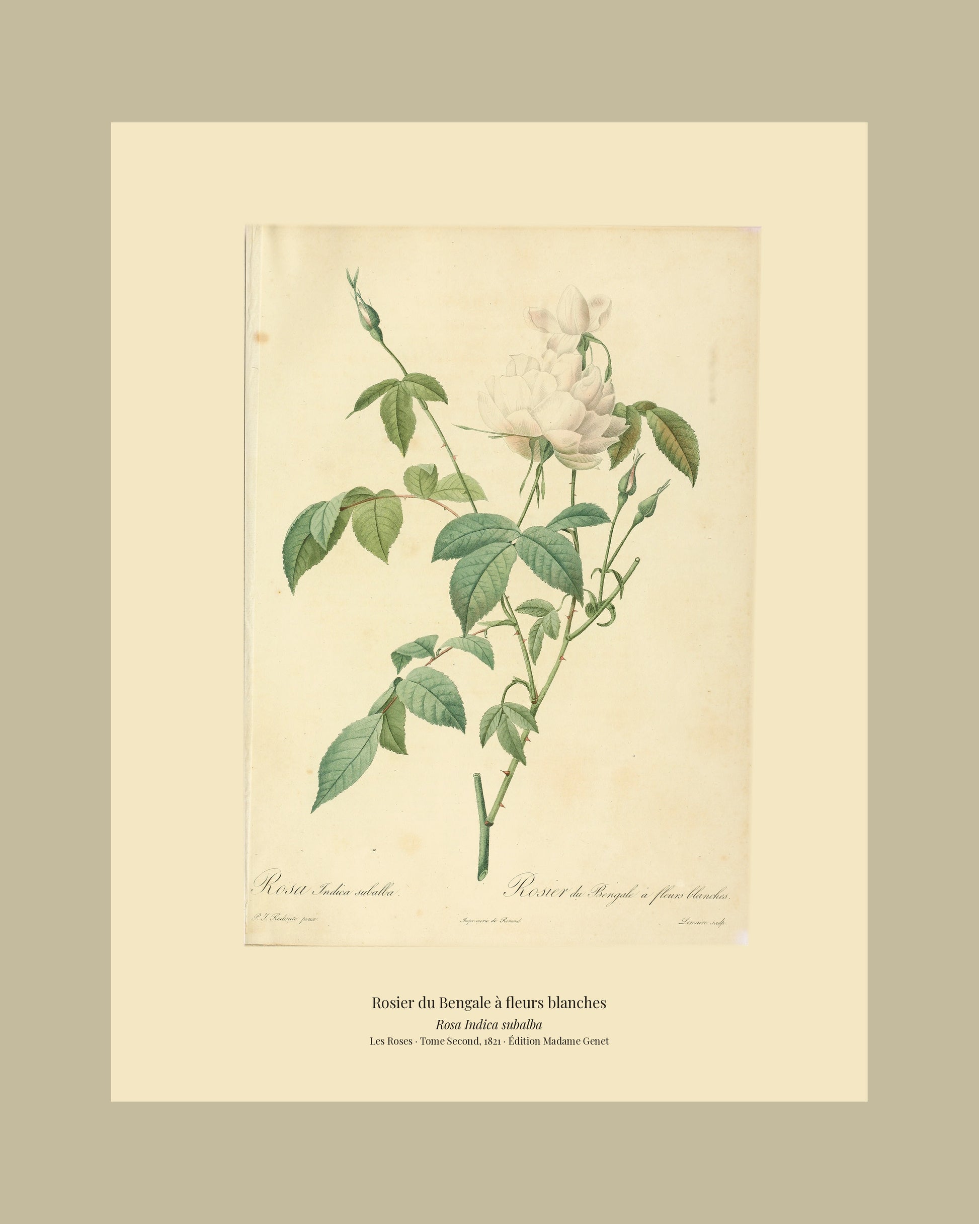 Rosa Indica subalba — Rosier du Bengale à fleurs blanches, hand-coloured stipple engraving after Redouté, engraved by Lemaire, Les Roses, Paris 1821.