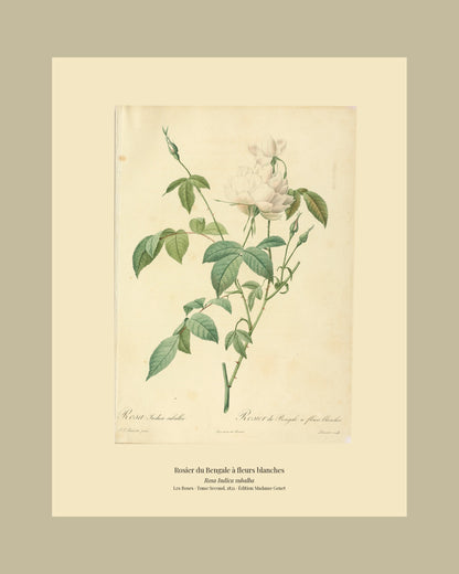 Rosa Indica subalba — Rosier du Bengale à fleurs blanches, hand-coloured stipple engraving after Redouté, engraved by Lemaire, Les Roses, Paris 1821.