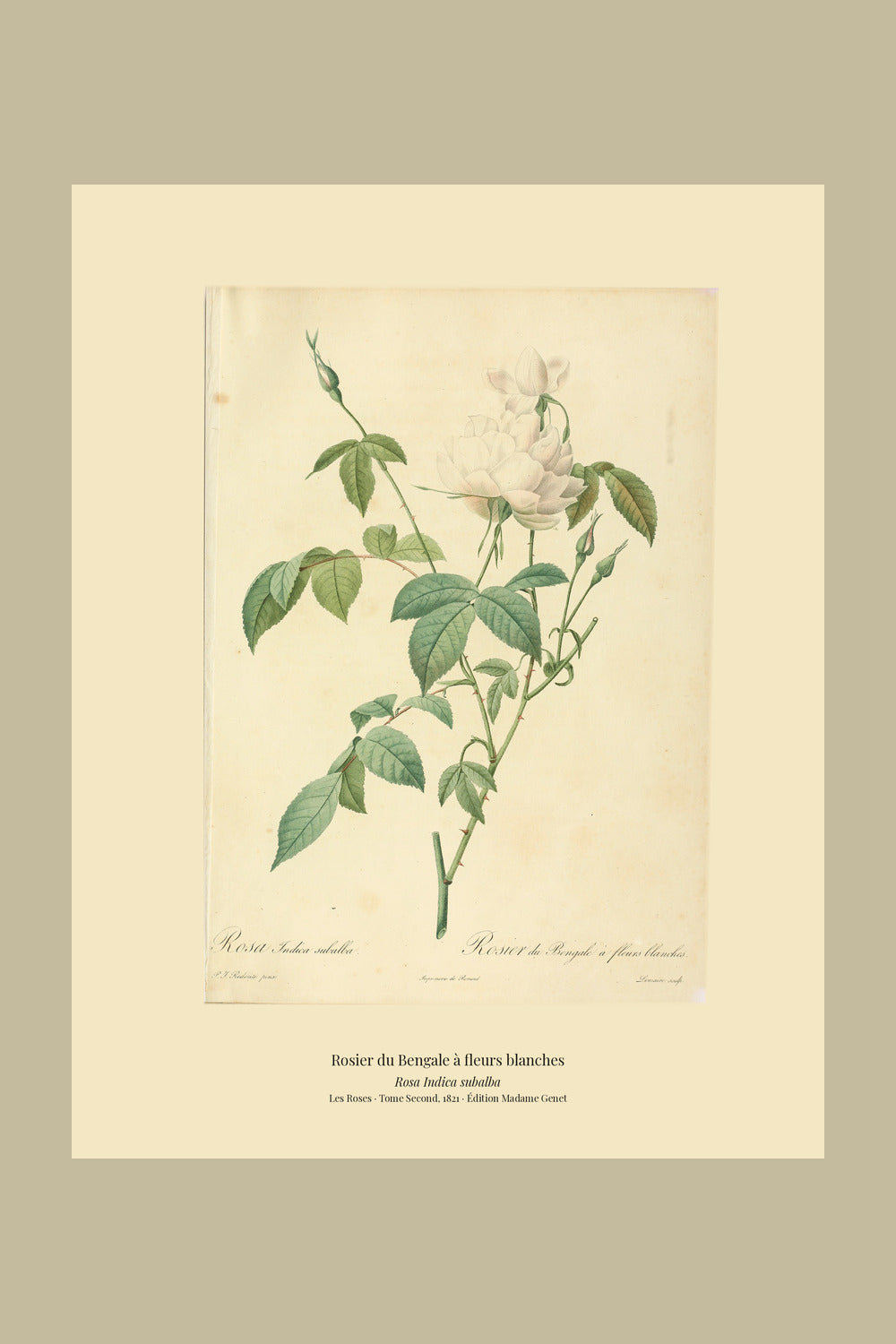 Rosa Indica subalba — Rosier du Bengale à fleurs blanches, hand-coloured stipple engraving after Redouté, engraved by Lemaire, Les Roses, Paris 1821.