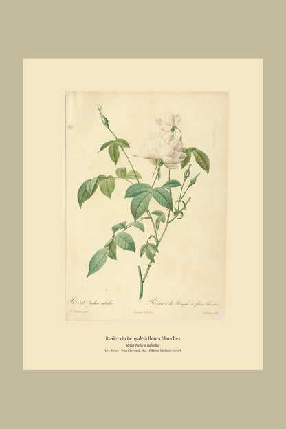 Rosa Indica subalba — Rosier du Bengale à fleurs blanches, hand-coloured stipple engraving after Redouté, engraved by Lemaire, Les Roses, Paris 1821.