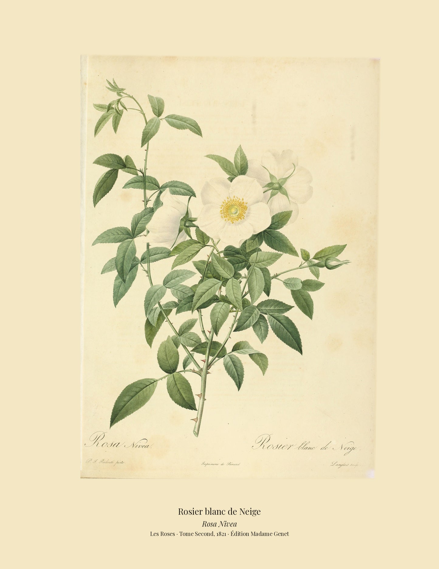 Rosa Nivea — Rosier blanc de Neige, hand-coloured stipple engraving after Redouté, engraved by Langlois, Les Roses, Paris 1821.