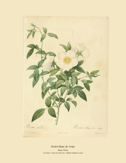 Rosa Nivea — Rosier blanc de Neige, hand-coloured stipple engraving after Redouté, engraved by Langlois, Les Roses, Paris 1821.