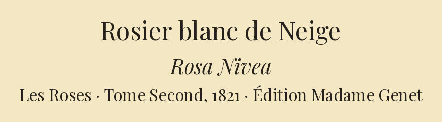 Rosa Nivea — Rosier blanc de Neige, hand-coloured stipple engraving after Redouté, engraved by Langlois, Les Roses, Paris 1821.