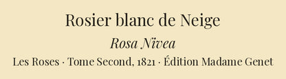 Rosa Nivea — Rosier blanc de Neige, hand-coloured stipple engraving after Redouté, engraved by Langlois, Les Roses, Paris 1821.