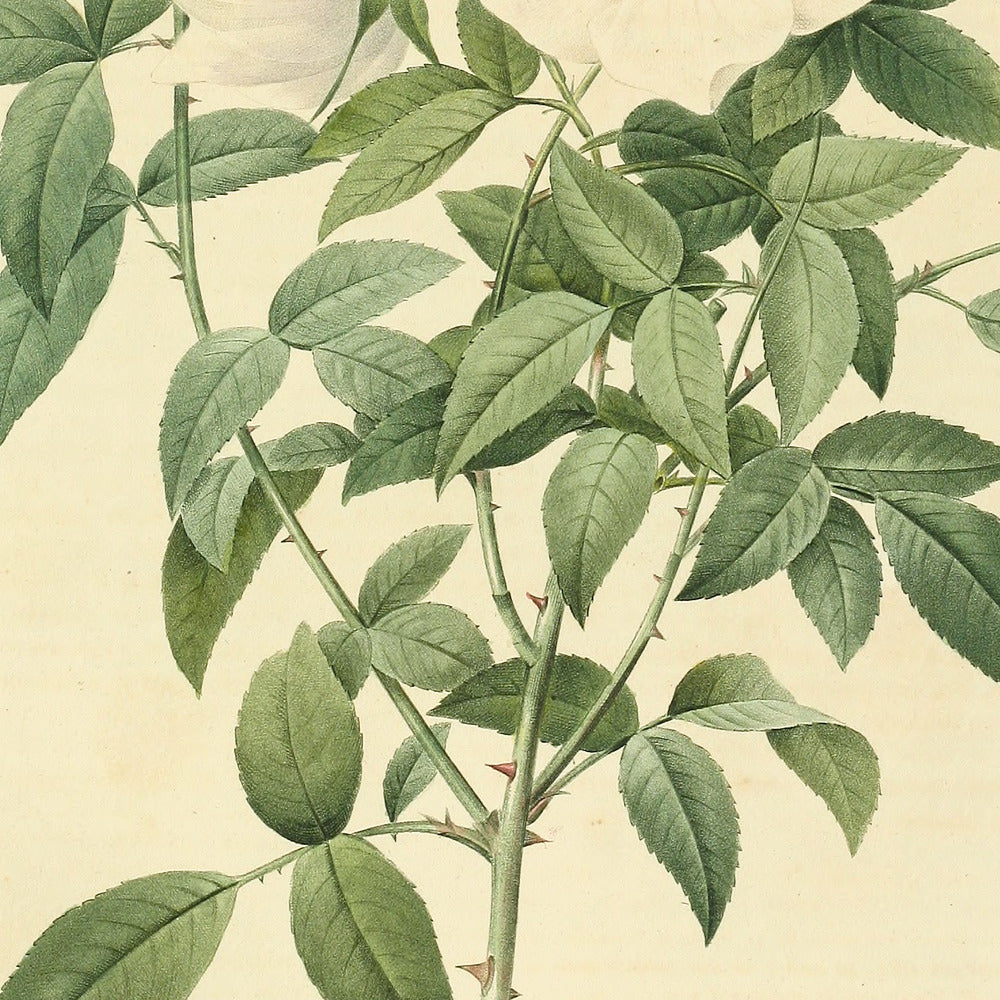 Rosa Nivea — Rosier blanc de Neige, hand-coloured stipple engraving after Redouté, engraved by Langlois, Les Roses, Paris 1821.