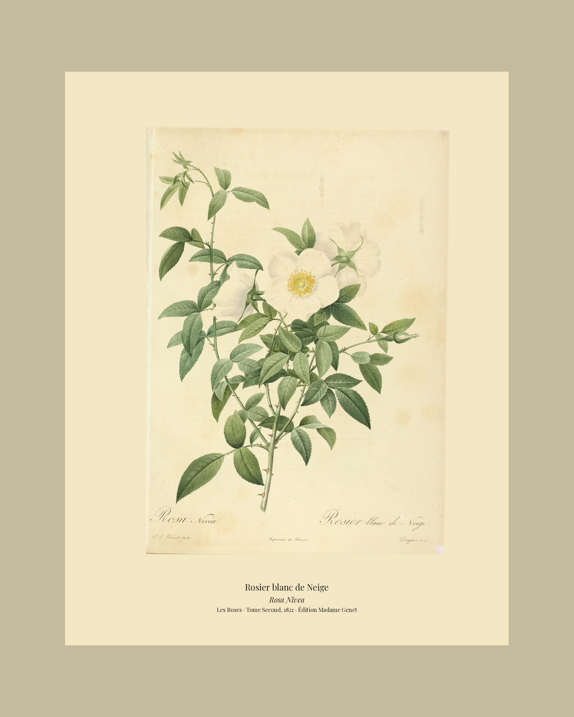 Rosa Nivea — Rosier blanc de Neige, hand-coloured stipple engraving after Redouté, engraved by Langlois, Les Roses, Paris 1821.