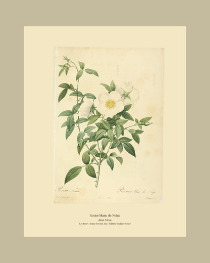 Rosa Nivea — Rosier blanc de Neige, hand-coloured stipple engraving after Redouté, engraved by Langlois, Les Roses, Paris 1821.