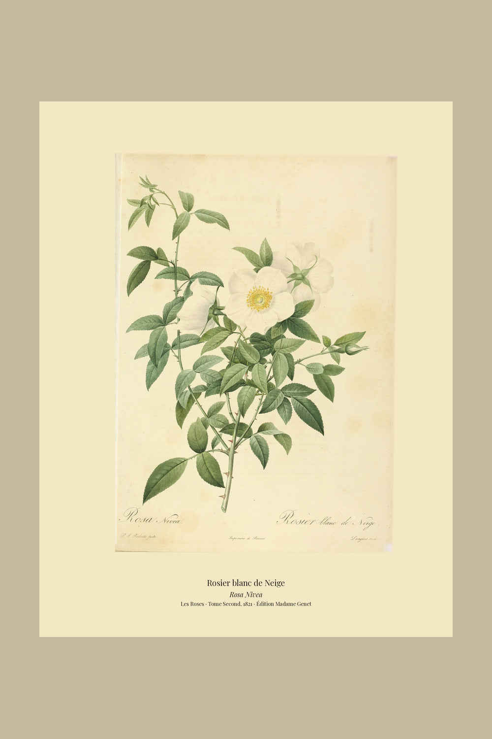 Rosa Nivea — Rosier blanc de Neige, hand-coloured stipple engraving after Redouté, engraved by Langlois, Les Roses, Paris 1821.