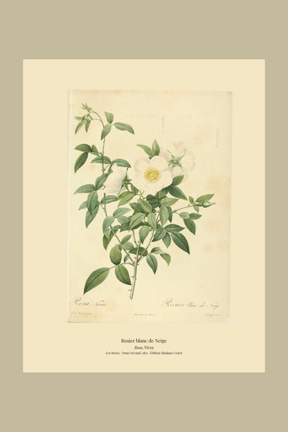 Rosa Nivea — Rosier blanc de Neige, hand-coloured stipple engraving after Redouté, engraved by Langlois, Les Roses, Paris 1821.