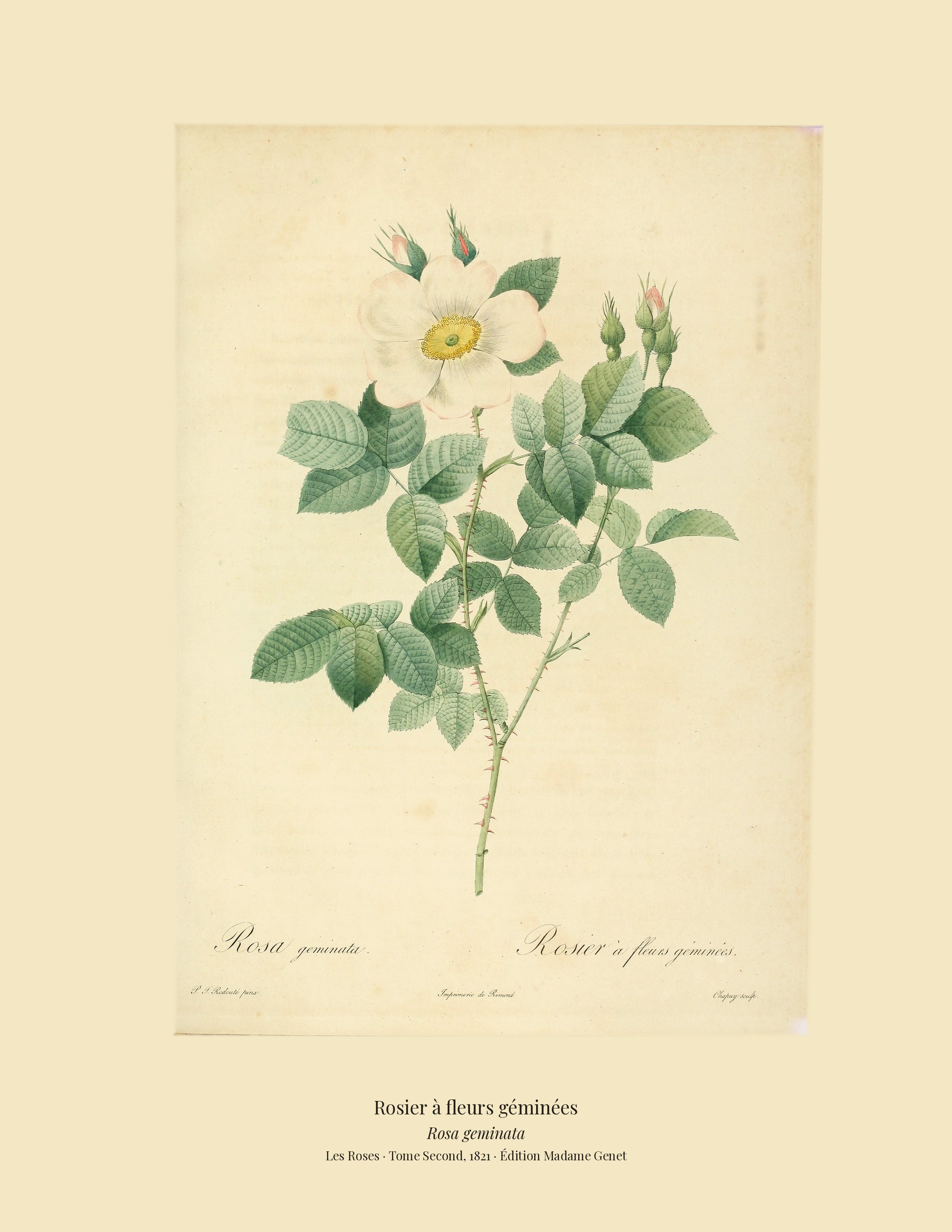 Rosa geminata — Rosier à fleurs géminées, hand-coloured stipple engraving after Redouté, engraved by Chapuy, Les Roses, Paris 1821.