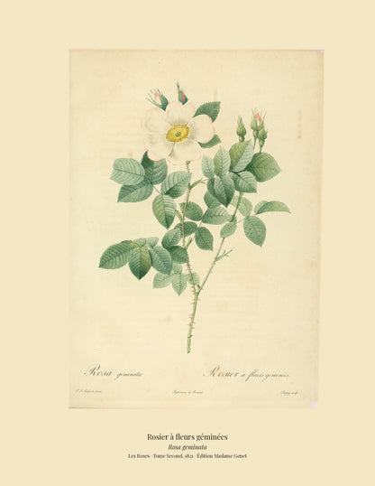 Rosa geminata — Rosier à fleurs géminées, hand-coloured stipple engraving after Redouté, engraved by Chapuy, Les Roses, Paris 1821.