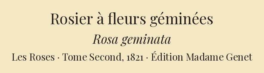 Rosa geminata — Rosier à fleurs géminées, hand-coloured stipple engraving after Redouté, engraved by Chapuy, Les Roses, Paris 1821.