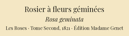 Rosa geminata — Rosier à fleurs géminées, hand-coloured stipple engraving after Redouté, engraved by Chapuy, Les Roses, Paris 1821.