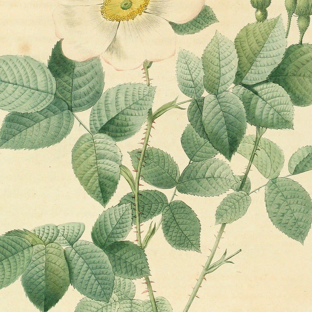 Rosa geminata — Rosier à fleurs géminées, hand-coloured stipple engraving after Redouté, engraved by Chapuy, Les Roses, Paris 1821.