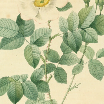 Rosa geminata — Rosier à fleurs géminées, hand-coloured stipple engraving after Redouté, engraved by Chapuy, Les Roses, Paris 1821.
