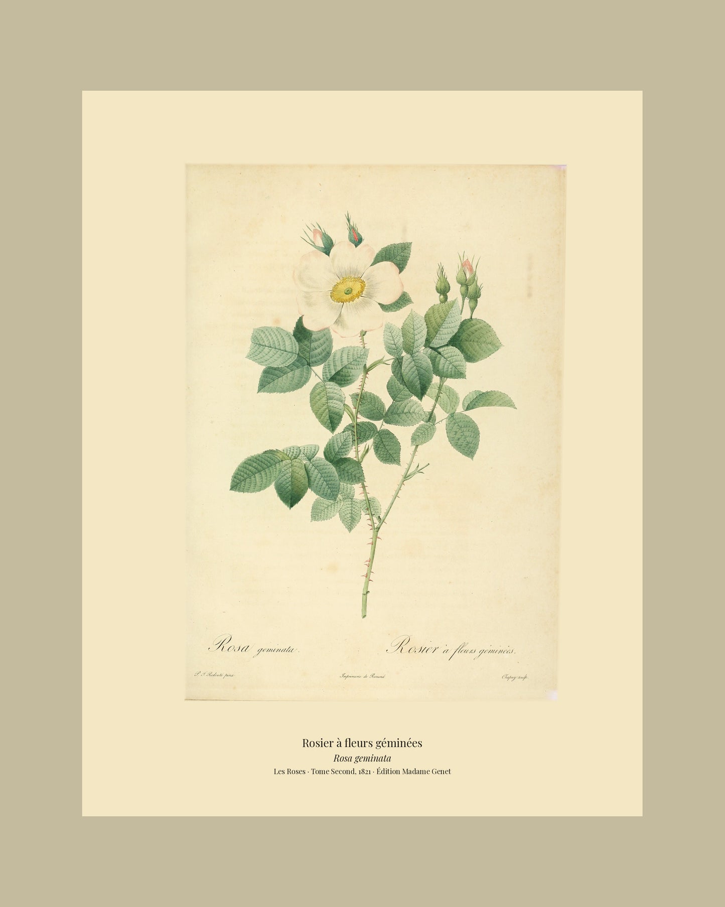 Rosa geminata — Rosier à fleurs géminées, hand-coloured stipple engraving after Redouté, engraved by Chapuy, Les Roses, Paris 1821.