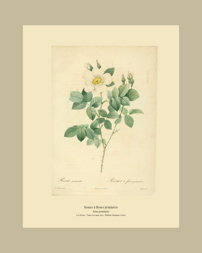Rosa geminata — Rosier à fleurs géminées, hand-coloured stipple engraving after Redouté, engraved by Chapuy, Les Roses, Paris 1821.