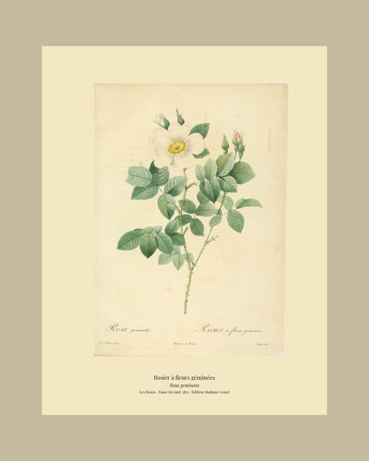 Rosa geminata — Rosier à fleurs géminées, hand-coloured stipple engraving after Redouté, engraved by Chapuy, Les Roses, Paris 1821.
