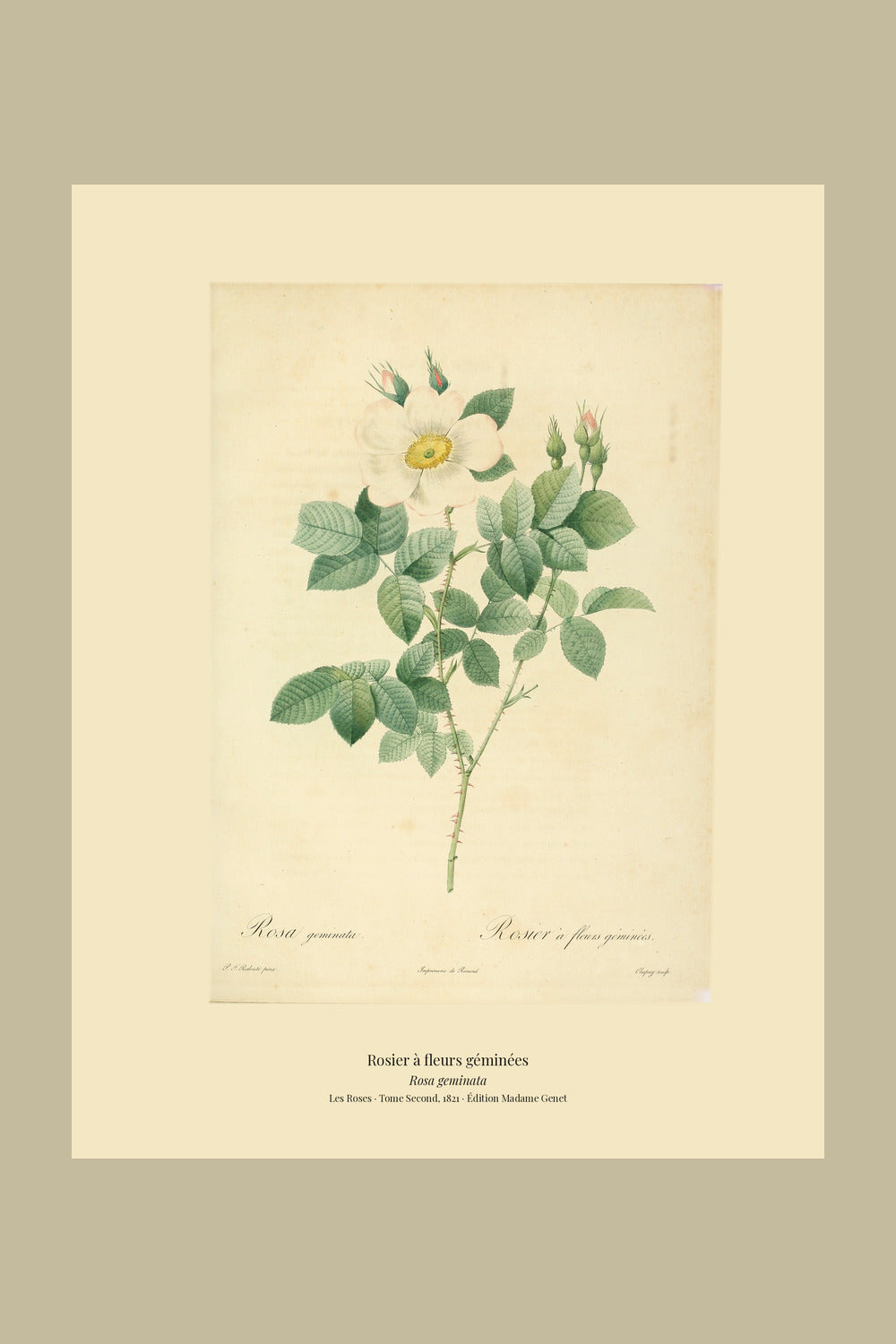 Rosa geminata — Rosier à fleurs géminées, hand-coloured stipple engraving after Redouté, engraved by Chapuy, Les Roses, Paris 1821.