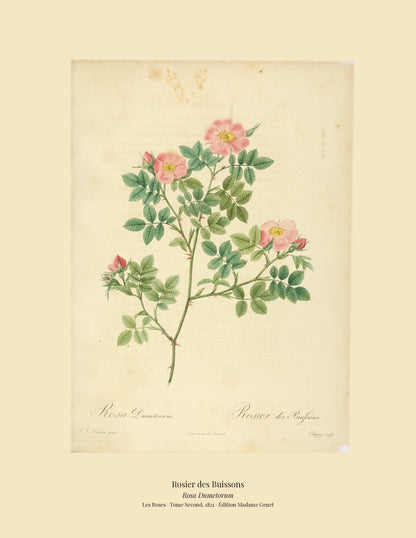 Rosa Dumetorum — Rosier des Buissons, hand-coloured stipple engraving after Redouté, engraved by Chapuy, Les Roses, Paris 1821.