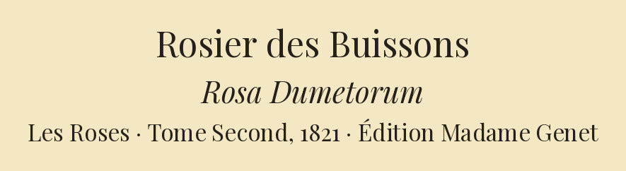 Rosa Dumetorum — Rosier des Buissons, hand-coloured stipple engraving after Redouté, engraved by Chapuy, Les Roses, Paris 1821.