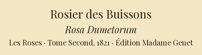 Rosa Dumetorum — Rosier des Buissons, hand-coloured stipple engraving after Redouté, engraved by Chapuy, Les Roses, Paris 1821.