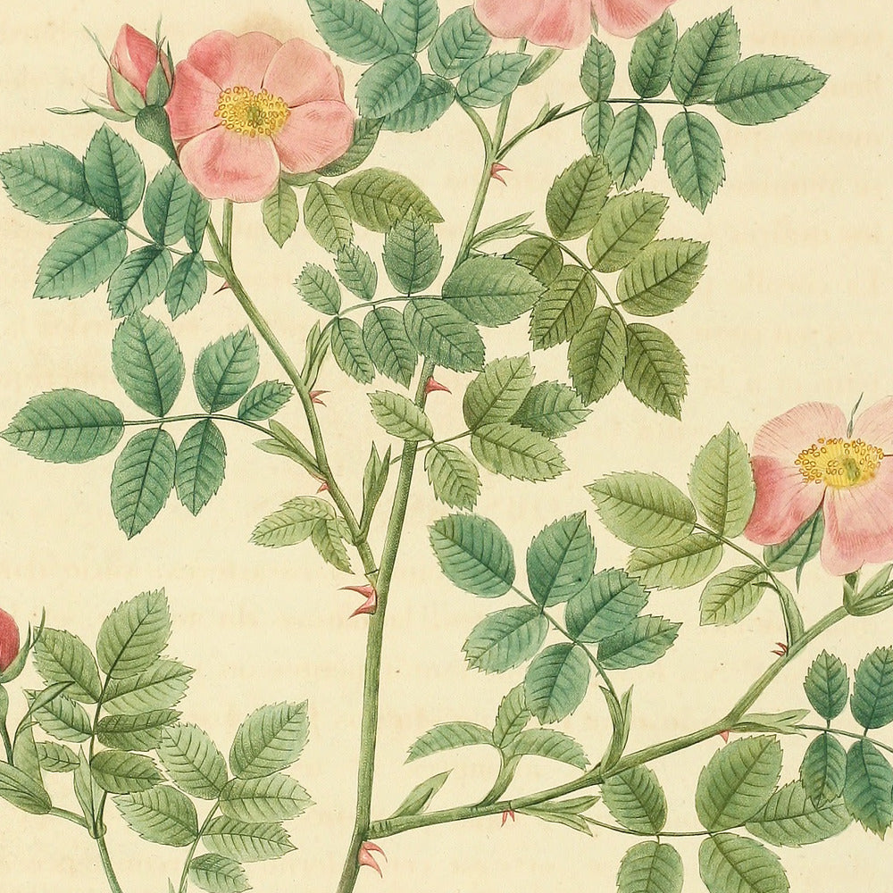 Rosa Dumetorum — Rosier des Buissons, hand-coloured stipple engraving after Redouté, engraved by Chapuy, Les Roses, Paris 1821.