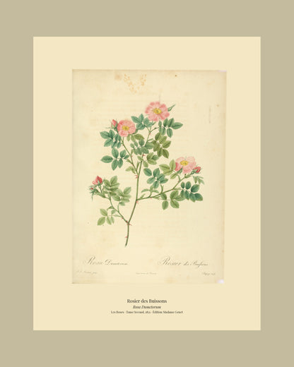 Rosa Dumetorum — Rosier des Buissons, hand-coloured stipple engraving after Redouté, engraved by Chapuy, Les Roses, Paris 1821.