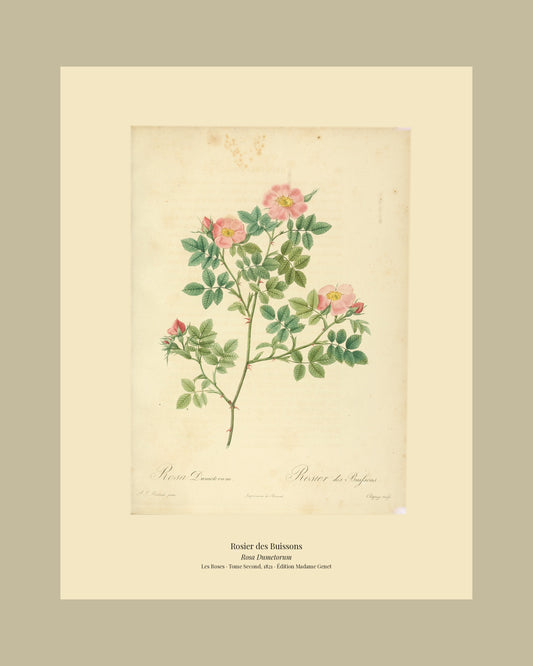 Rosa Dumetorum — Rosier des Buissons, hand-coloured stipple engraving after Redouté, engraved by Chapuy, Les Roses, Paris 1821.