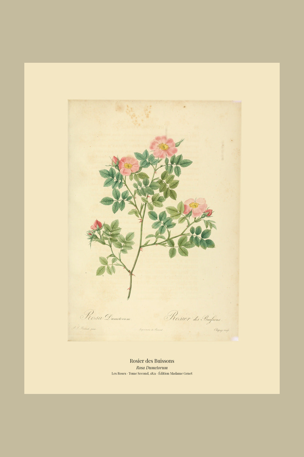 Rosa Dumetorum — Rosier des Buissons, hand-coloured stipple engraving after Redouté, engraved by Chapuy, Les Roses, Paris 1821.