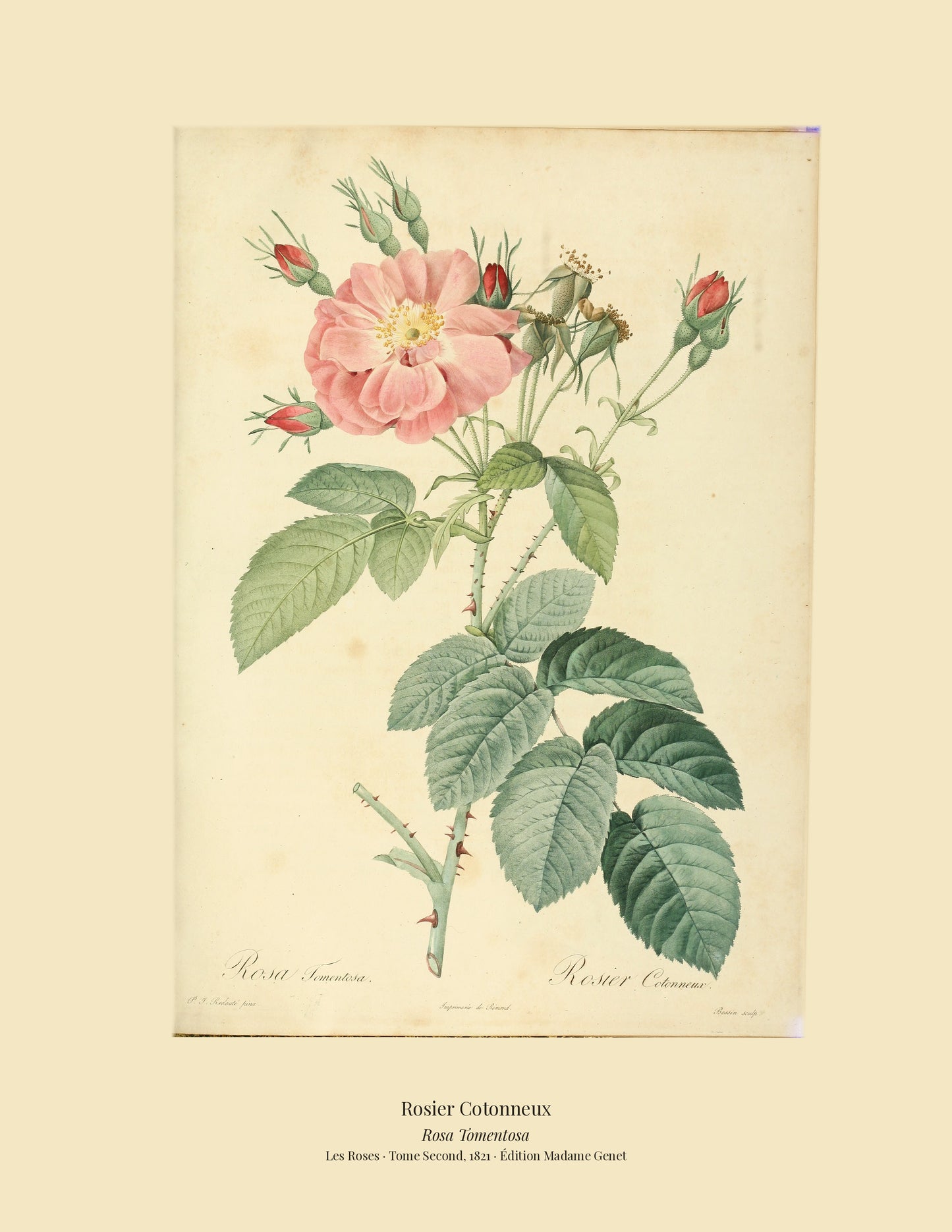 Rosa Tomentosa — Rosier Cotonneux, hand-coloured stipple engraving after Redouté, engraved by Bessin, Les Roses, Paris 1821.