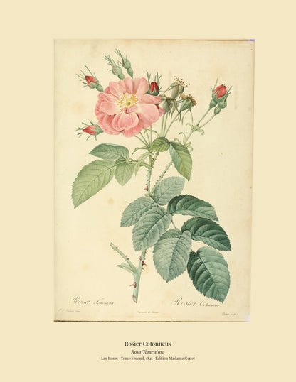 Rosa Tomentosa — Rosier Cotonneux, hand-coloured stipple engraving after Redouté, engraved by Bessin, Les Roses, Paris 1821.