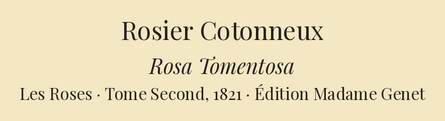 Rosa Tomentosa — Rosier Cotonneux, hand-coloured stipple engraving after Redouté, engraved by Bessin, Les Roses, Paris 1821.