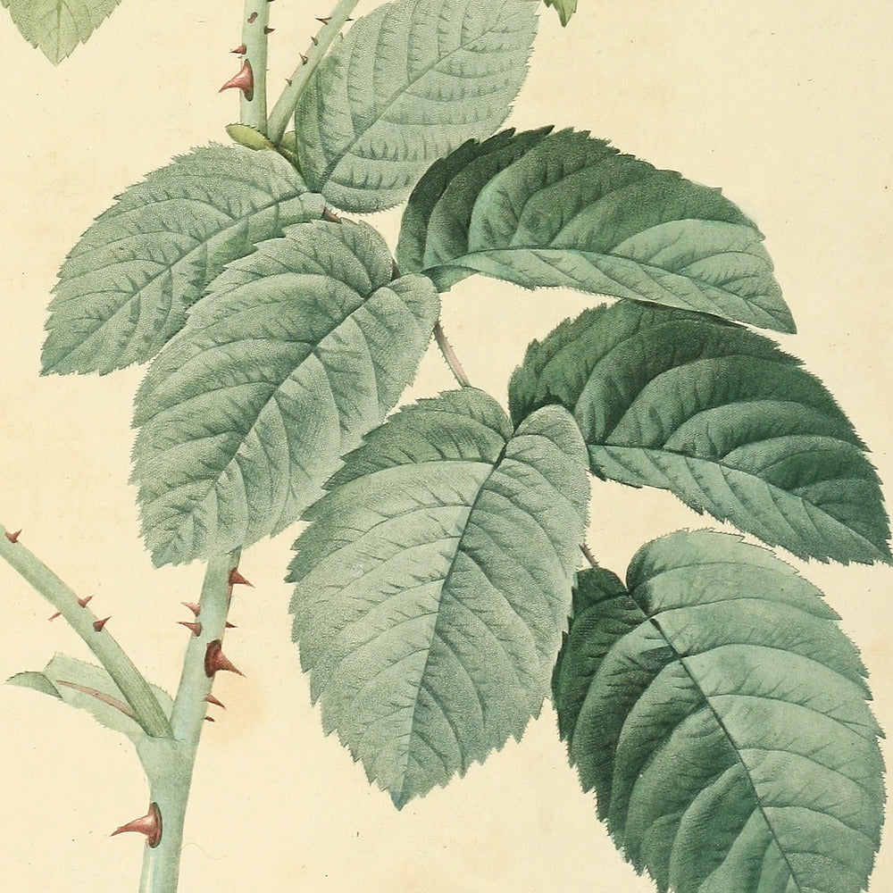 Rosa Tomentosa — Rosier Cotonneux, hand-coloured stipple engraving after Redouté, engraved by Bessin, Les Roses, Paris 1821.
