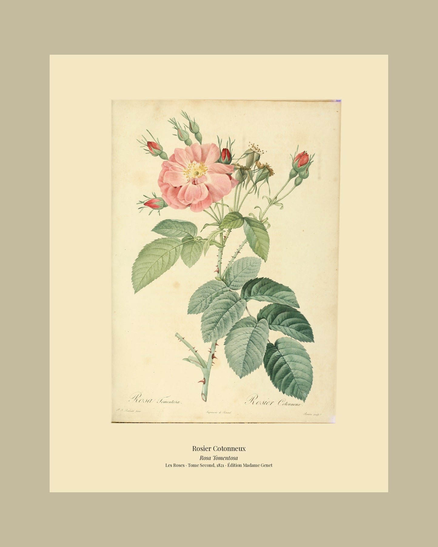 Rosa Tomentosa — Rosier Cotonneux, hand-coloured stipple engraving after Redouté, engraved by Bessin, Les Roses, Paris 1821.