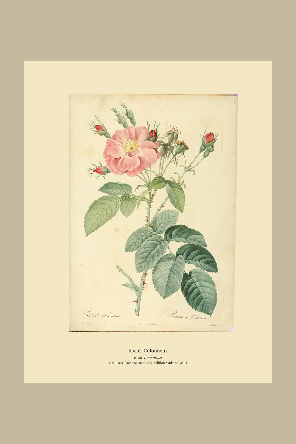 Rosa Tomentosa — Rosier Cotonneux, hand-coloured stipple engraving after Redouté, engraved by Bessin, Les Roses, Paris 1821.