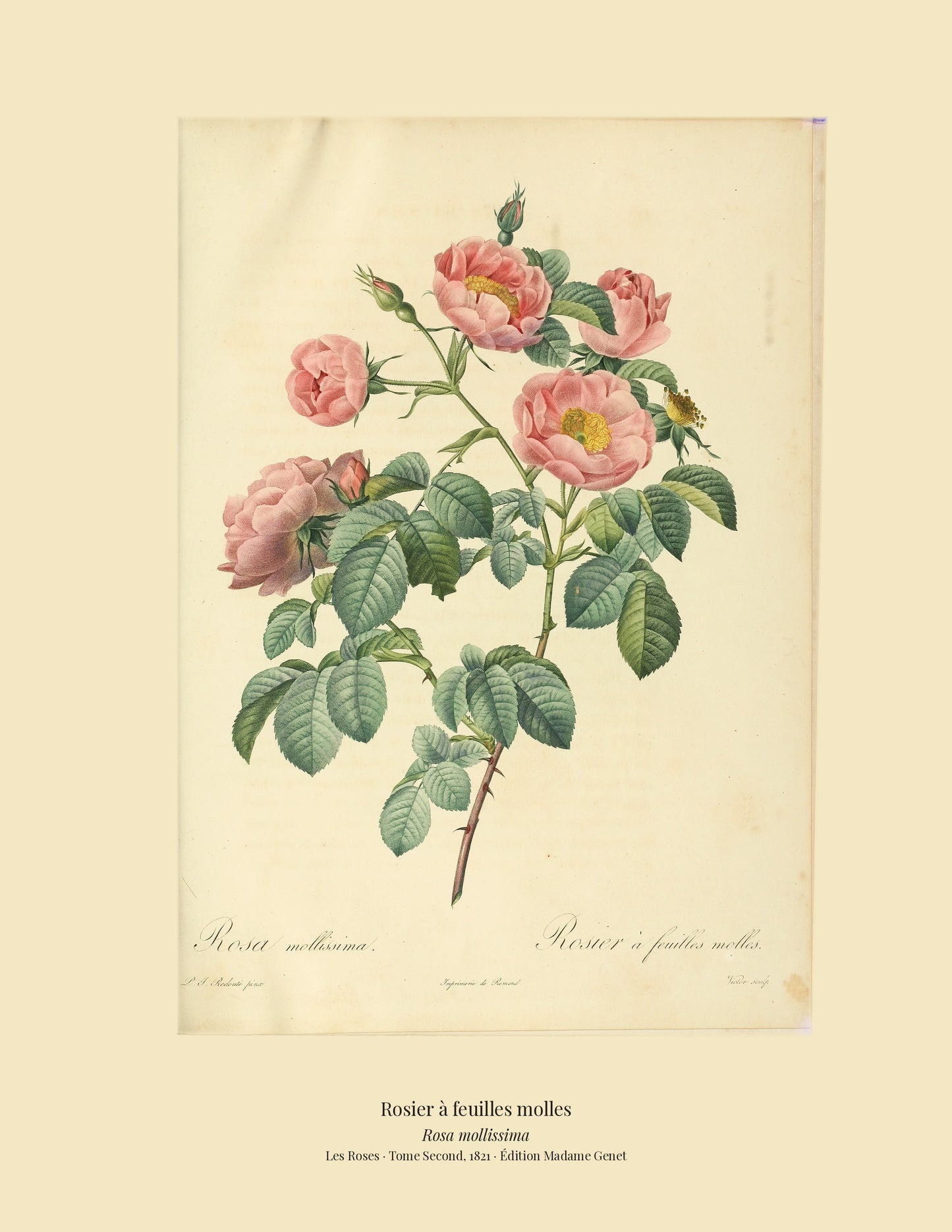 Rosa mollissima — Rosier à feuilles molles, hand-coloured stipple engraving after Redouté, engraved by Victor, Les Roses, Paris 1821.