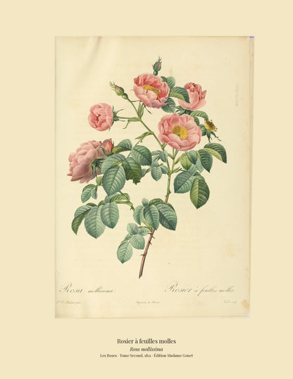 Rosa mollissima — Rosier à feuilles molles, hand-coloured stipple engraving after Redouté, engraved by Victor, Les Roses, Paris 1821.