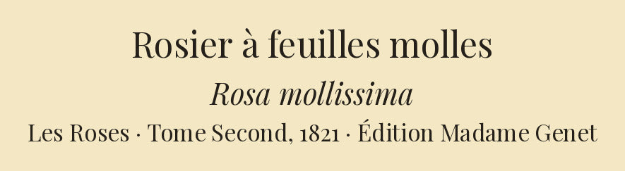 Rosa mollissima — Rosier à feuilles molles, hand-coloured stipple engraving after Redouté, engraved by Victor, Les Roses, Paris 1821.