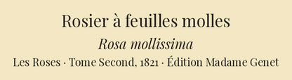 Rosa mollissima — Rosier à feuilles molles, hand-coloured stipple engraving after Redouté, engraved by Victor, Les Roses, Paris 1821.