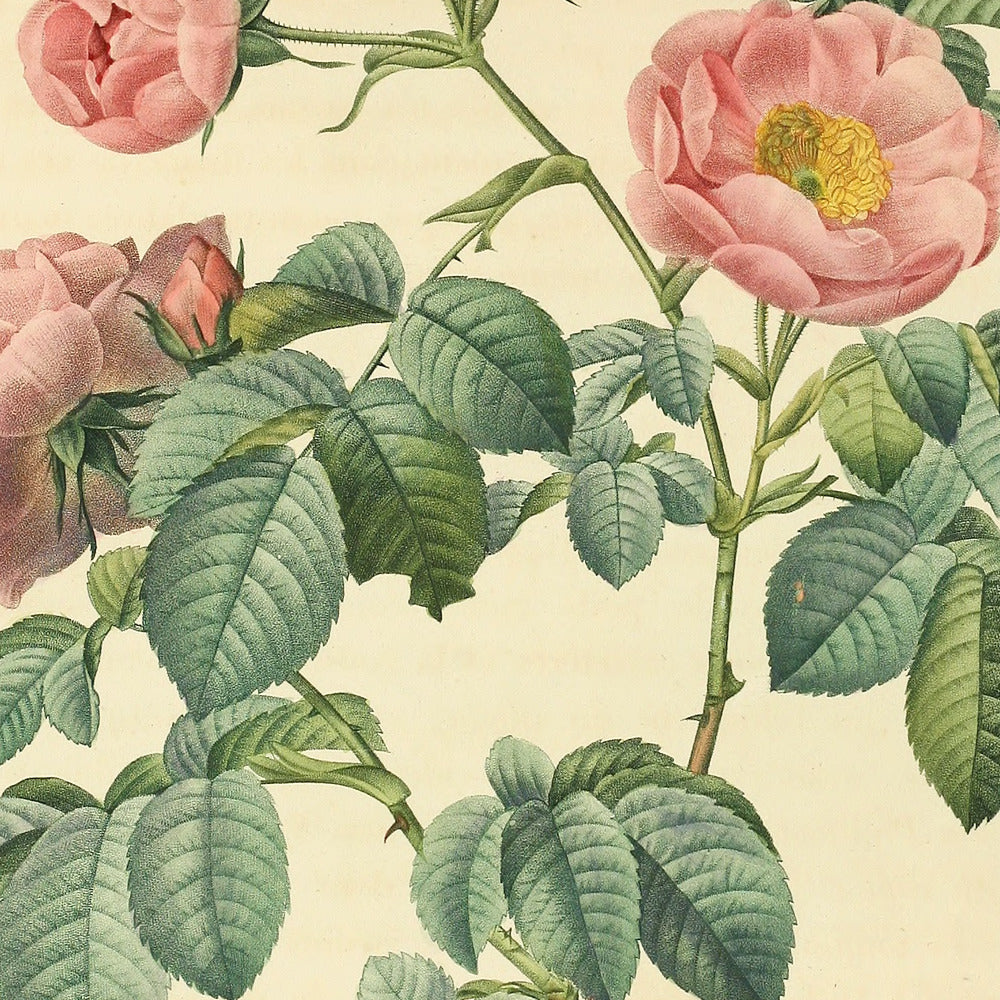 Rosa mollissima — Rosier à feuilles molles, hand-coloured stipple engraving after Redouté, engraved by Victor, Les Roses, Paris 1821.