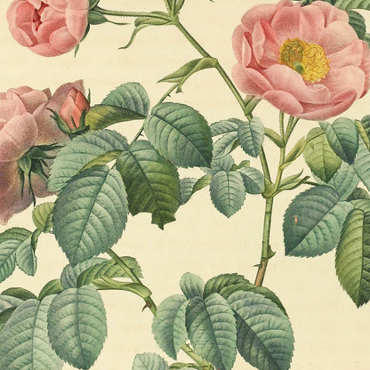 Rosa mollissima — Rosier à feuilles molles, hand-coloured stipple engraving after Redouté, engraved by Victor, Les Roses, Paris 1821.