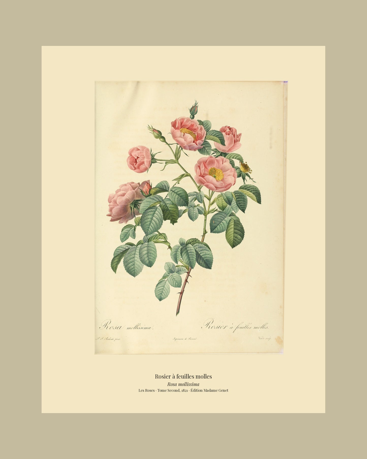 Rosa mollissima — Rosier à feuilles molles, hand-coloured stipple engraving after Redouté, engraved by Victor, Les Roses, Paris 1821.