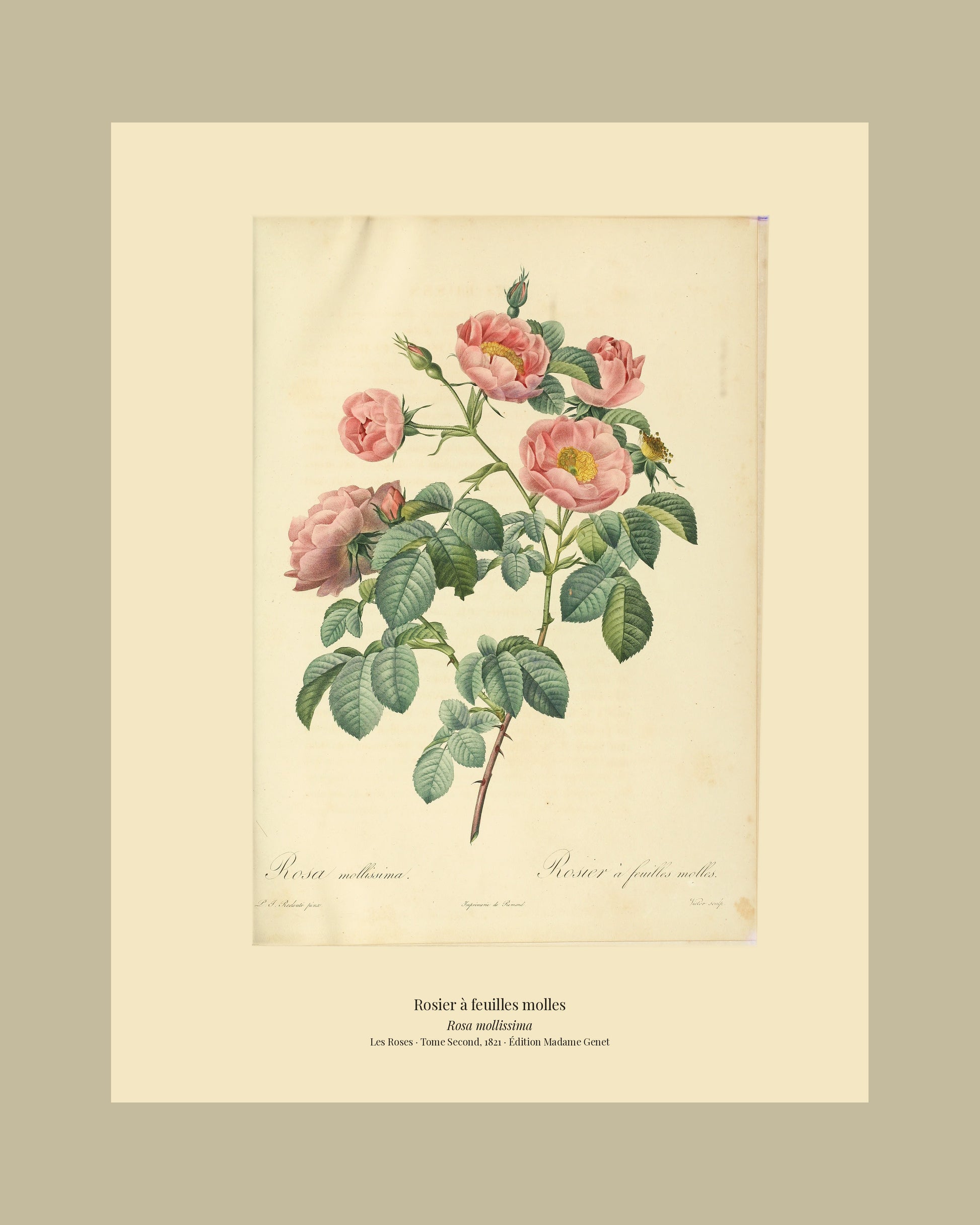 Rosa mollissima — Rosier à feuilles molles, hand-coloured stipple engraving after Redouté, engraved by Victor, Les Roses, Paris 1821.