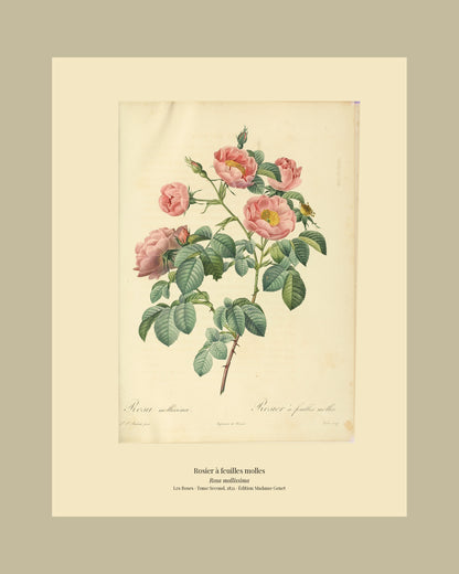 Rosa mollissima — Rosier à feuilles molles, hand-coloured stipple engraving after Redouté, engraved by Victor, Les Roses, Paris 1821.
