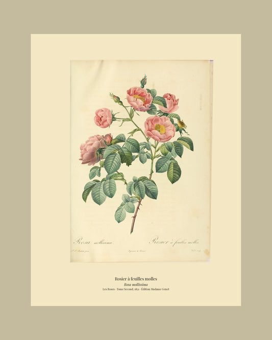 Rosa mollissima — Rosier à feuilles molles, hand-coloured stipple engraving after Redouté, engraved by Victor, Les Roses, Paris 1821.