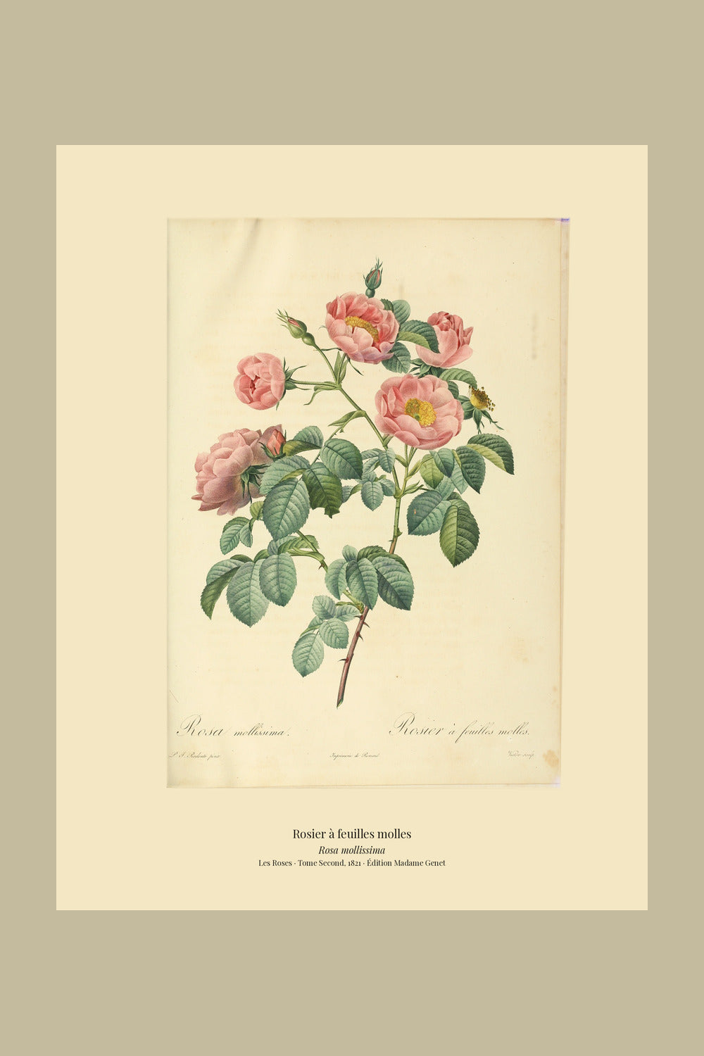 Rosa mollissima — Rosier à feuilles molles, hand-coloured stipple engraving after Redouté, engraved by Victor, Les Roses, Paris 1821.
