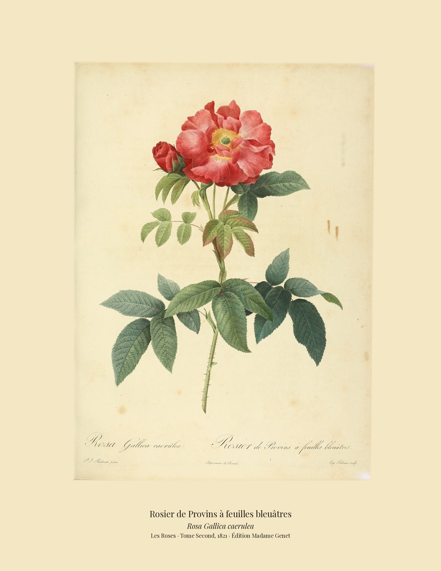 Rosa Gallica caerulea — Rosier de Provins à feuilles bleuâtres, hand-coloured stipple engraving after Redouté, engraved by Talbeaux, Les Roses, Paris 1821.