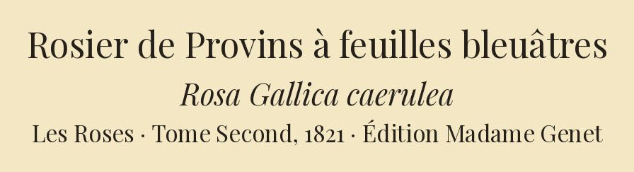 Rosa Gallica caerulea — Rosier de Provins à feuilles bleuâtres, hand-coloured stipple engraving after Redouté, engraved by Talbeaux, Les Roses, Paris 1821.