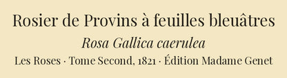 Rosa Gallica caerulea — Rosier de Provins à feuilles bleuâtres, hand-coloured stipple engraving after Redouté, engraved by Talbeaux, Les Roses, Paris 1821.